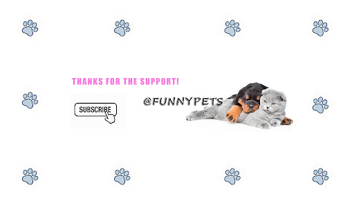funnypets banner
