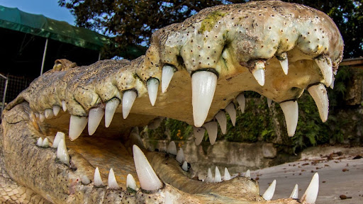 GatorChris banner