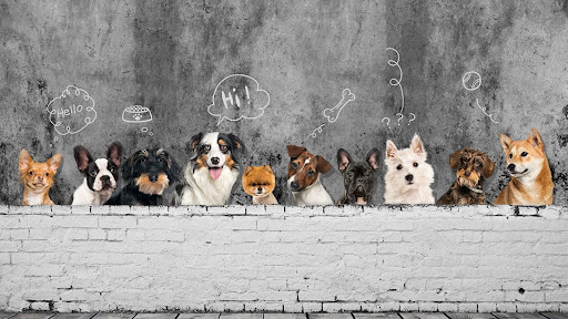 Great Dog banner