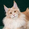 Greek Garden Maine Coons avatar