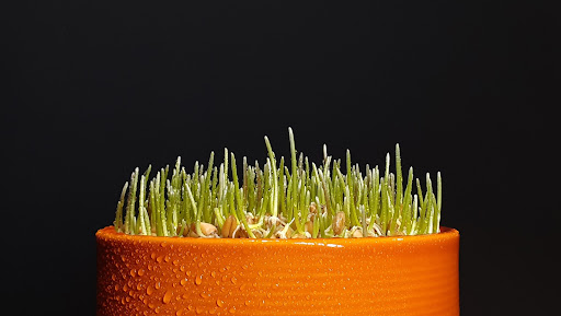 Green Timelapse banner