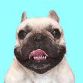 Griffin Frenchie avatar