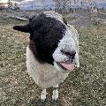 Happi acres  avatar