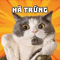 Hà Trứng avatar