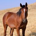 Hoof Care Master avatar