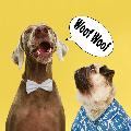 HOOOTDOGS avatar