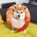 Hundekrabbe 🦐 avatar