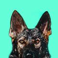 Jade The Sable GSD avatar
