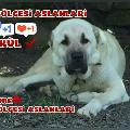 Kangal Ege avatar