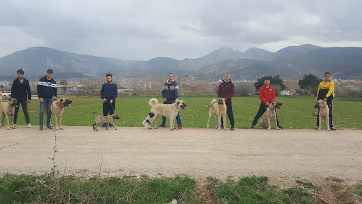 Kangal Ege banner