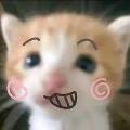 Katzen Shorts avatar