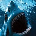 KingGreatWhiteShark avatar
