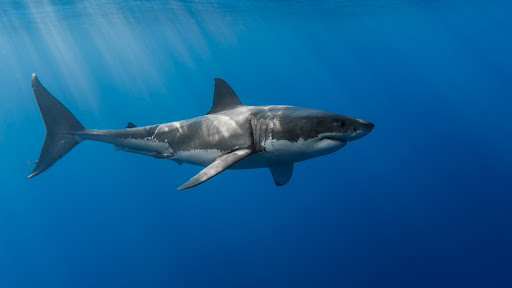 KingGreatWhiteShark banner