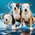 Kira🐶Family avatar