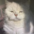 KittenKraze  avatar