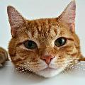 Kitty Cat avatar