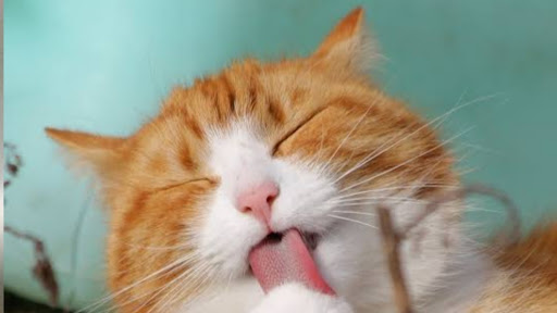 Kitty Cat banner