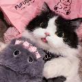 Kittyliio avatar