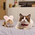 牛奶是只猫 kitty milk avatar