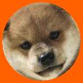 シヴァ犬こむぎっす-KOMUGI avatar