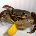Krabs avatar
