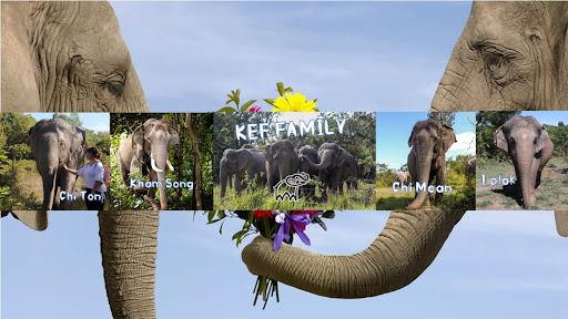 Kulen Elephant Family banner