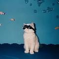 PawsHaven avatar
