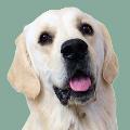 Leo the Cream Golden Retriever avatar