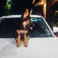 Leo The Gsd avatar