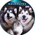 Life with Malamutes avatar