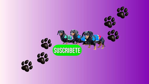 Los Salchi Hermanos banner