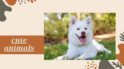 Love Pets banner