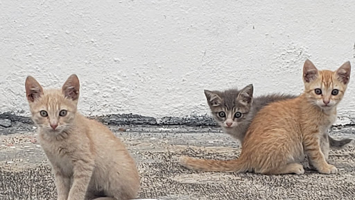 lucat banner