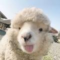 RainbSheep avatar