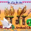 مربط شقران للصقور avatar