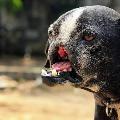 MARVIN DOGS RESCUE 🥹 avatar