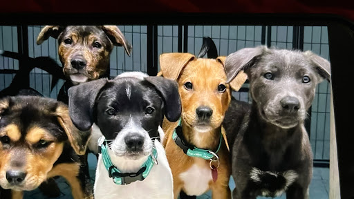 MARVIN DOGS RESCUE 🥹 banner