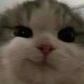 MATT Meme avatar