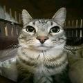 Meowing avatar