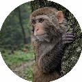 Monkey Nature Life avatar