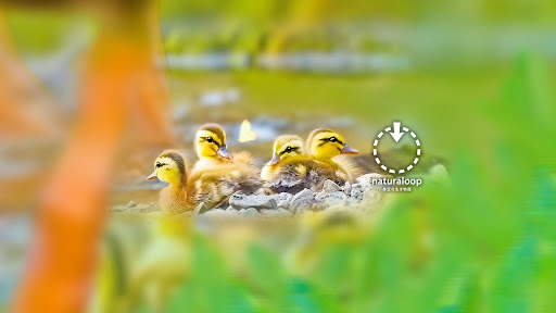 身近な生き物語 @naturaloop banner