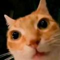 猫meme日记 avatar