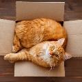 orangecat-story avatar
