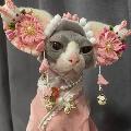 PawPals Comedy avatar