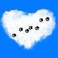 Paws & Hearts avatar