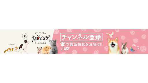 PECOチャンネルさん【癒やしのペット動画】 banner