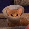 Penny the Ginger Cat 🐱 avatar