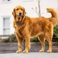 Petfunnytime avatar