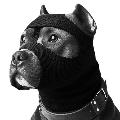 [PITBULL GANG] avatar