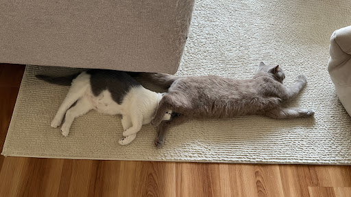 Porky Belly and Jim banner
